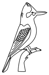 Kookaburra coloring #2, Download drawings