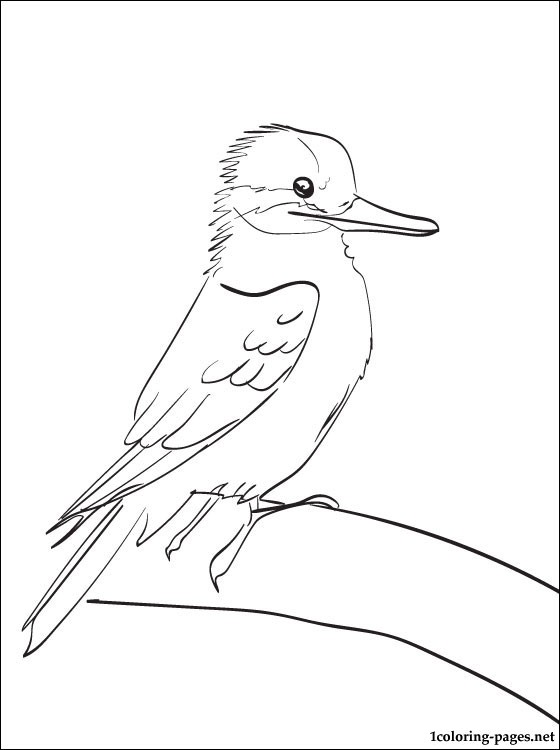 Kookaburra coloring #5, Download drawings