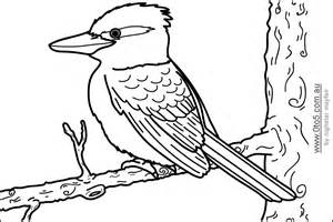 Kookaburra coloring #1, Download drawings