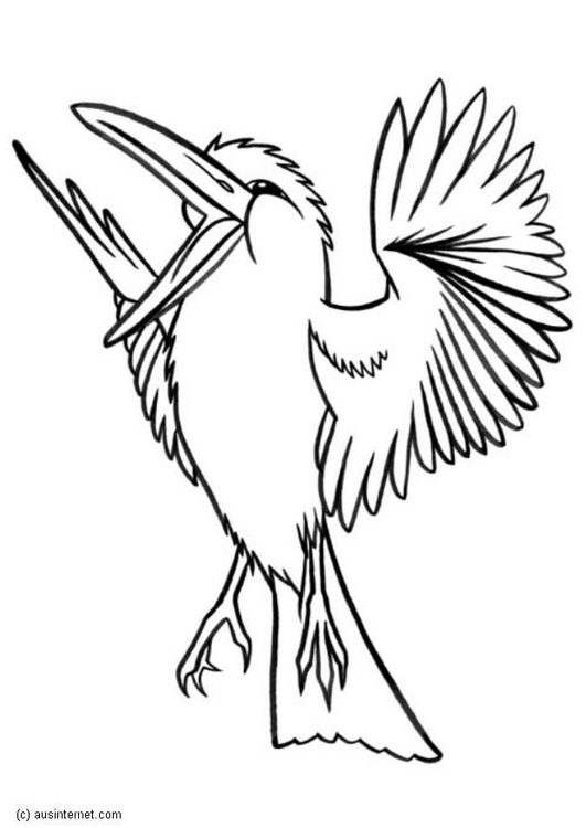 Kookaburra coloring #18, Download drawings