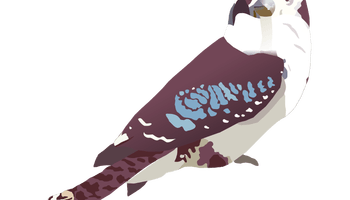 Kookaburra svg #9, Download drawings