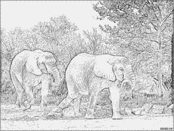 Kruger National Park coloring #5, Download drawings