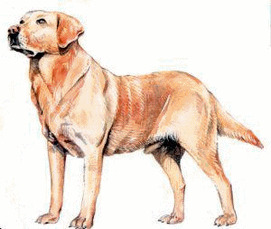 Labrador clipart #9, Download drawings