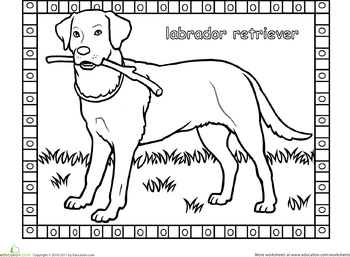 Labrador coloring #14, Download drawings