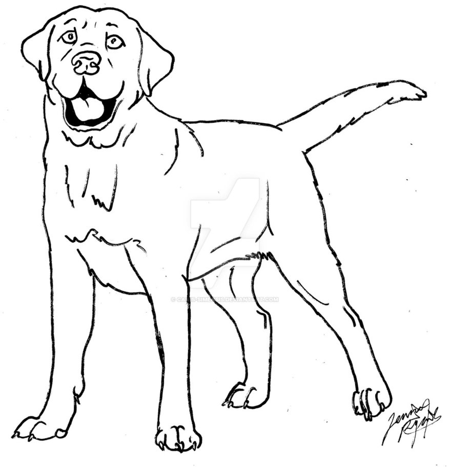 Labrador coloring #1, Download drawings