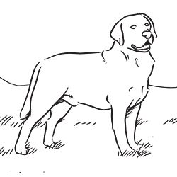 Labrador coloring #6, Download drawings