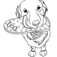 Labrador coloring #4, Download drawings