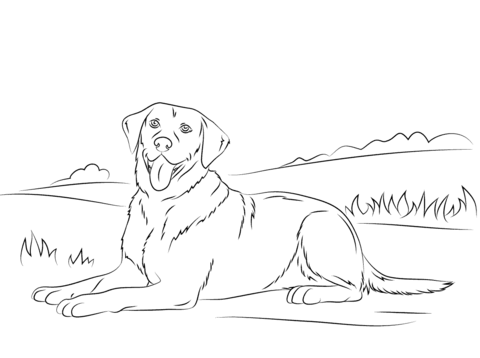 Labrador coloring #13, Download drawings