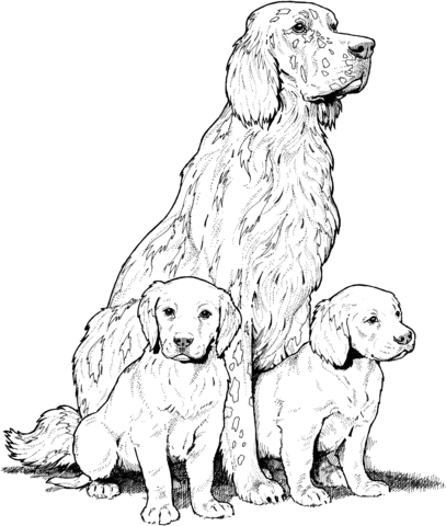 Labrador coloring #8, Download drawings