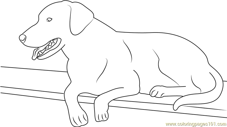 Labrador coloring #15, Download drawings