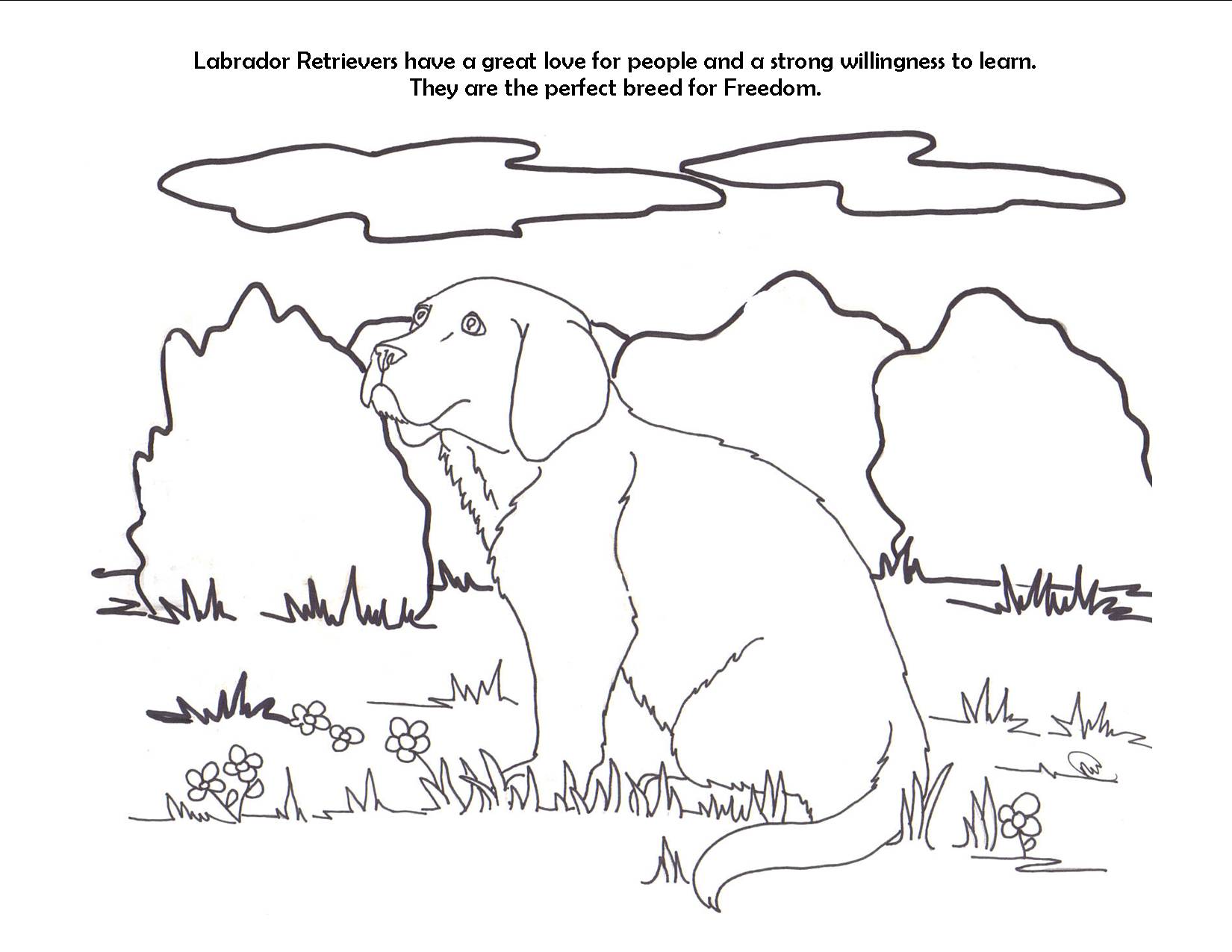 Labrador Retriever coloring #10, Download drawings