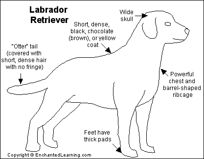 Labrador Retriever coloring #12, Download drawings