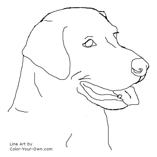 Labrador coloring #17, Download drawings