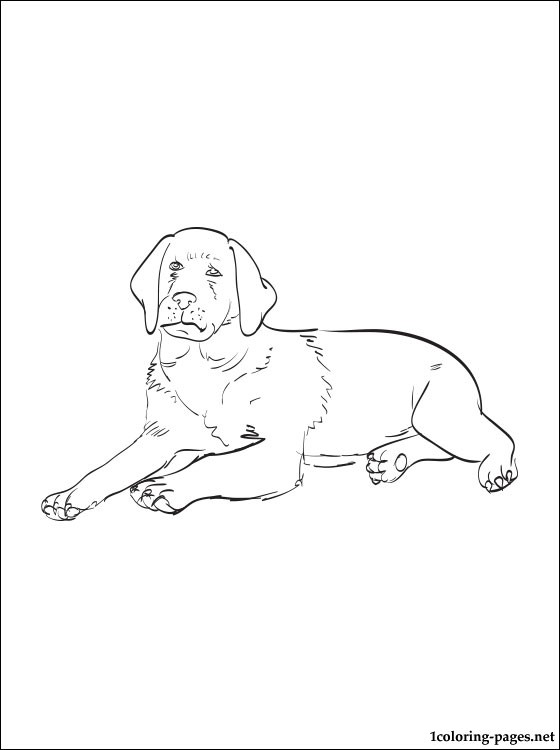 Labrador Retriever coloring #1, Download drawings