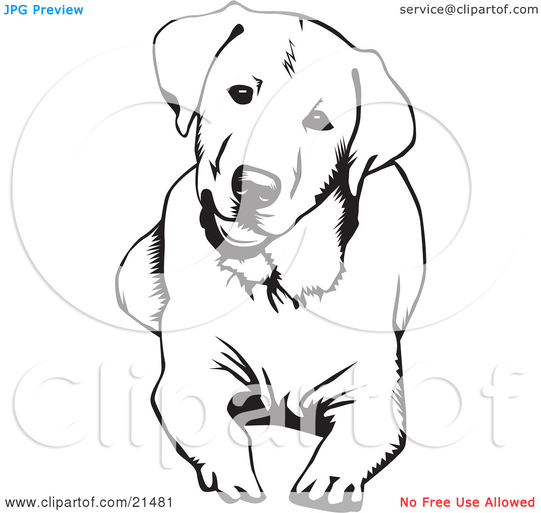 Labrador Retriever coloring #4, Download drawings