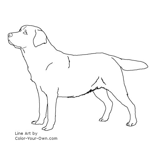 Labrador coloring #18, Download drawings