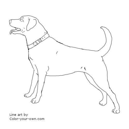 Labrador Retriever coloring #17, Download drawings