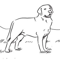 Labrador Retriever coloring #14, Download drawings