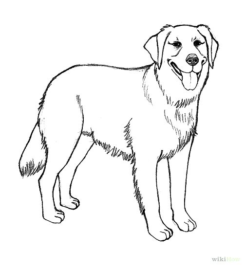 Labrador Retriever coloring #2, Download drawings
