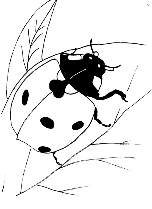 Ladybug coloring #13, Download drawings