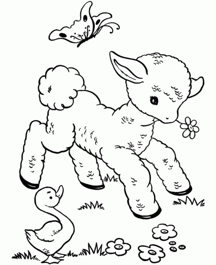 Lamb coloring #5, Download drawings