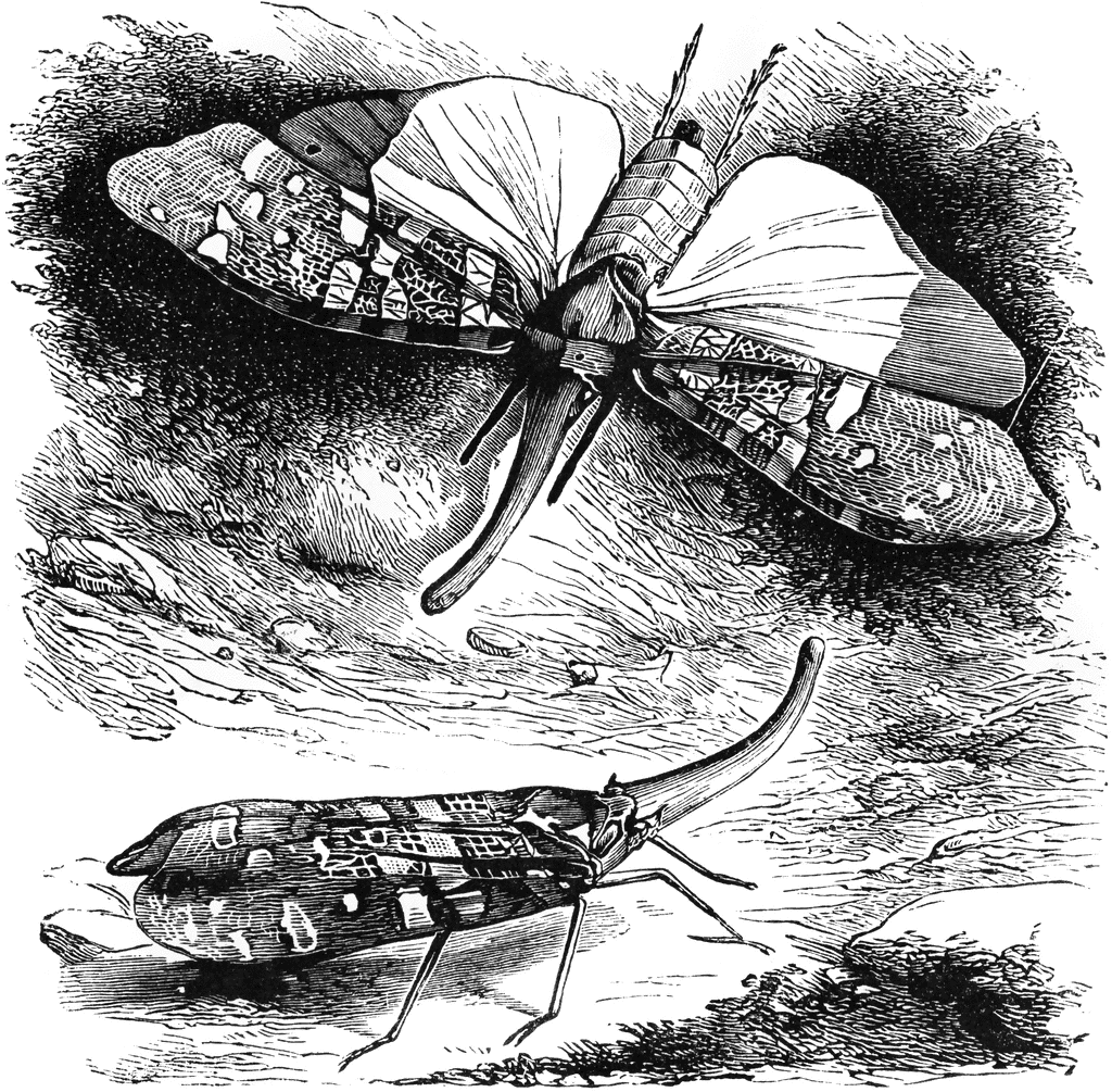 Lantern Fly clipart #1, Download drawings