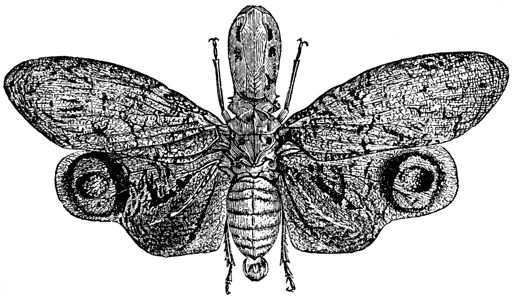 Lantern Fly clipart #4, Download drawings