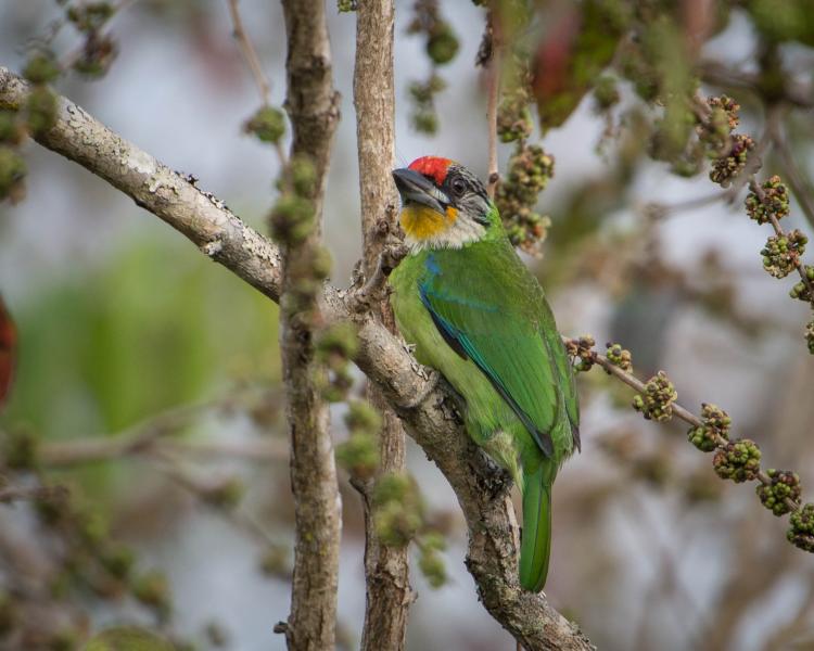 Red-Throated Barbet svg #2, Download drawings