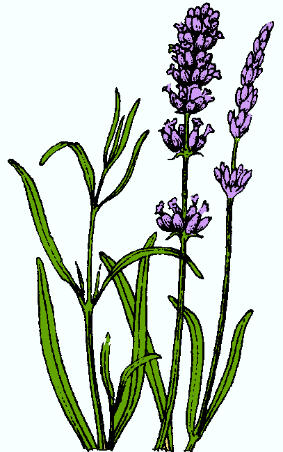 Lavender clipart #2, Download drawings