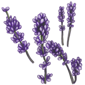Lavender clipart #11, Download drawings