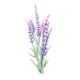 Lavender clipart #12, Download drawings