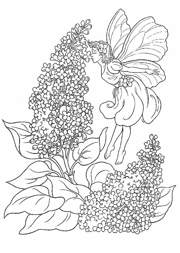Lavender coloring #15, Download drawings