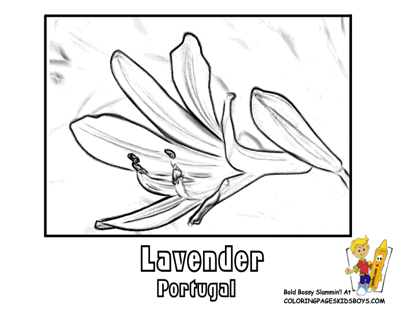 Lavender coloring #12, Download drawings