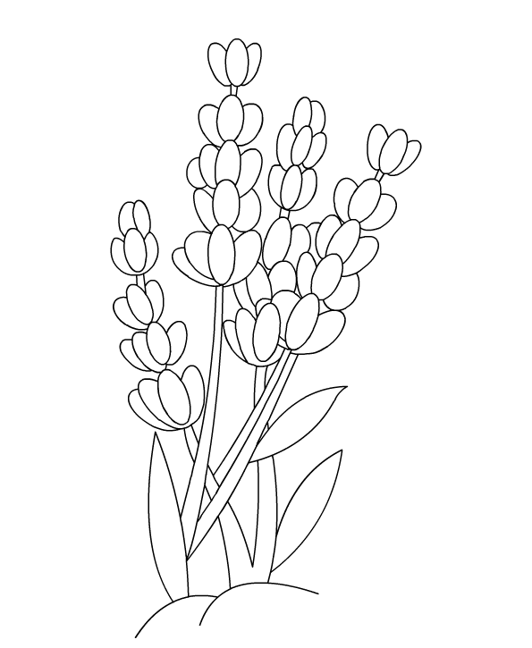 Lavender coloring #2, Download drawings