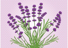 Lavender svg #15, Download drawings