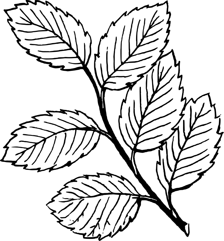 Leaf coloring #9, Download drawings