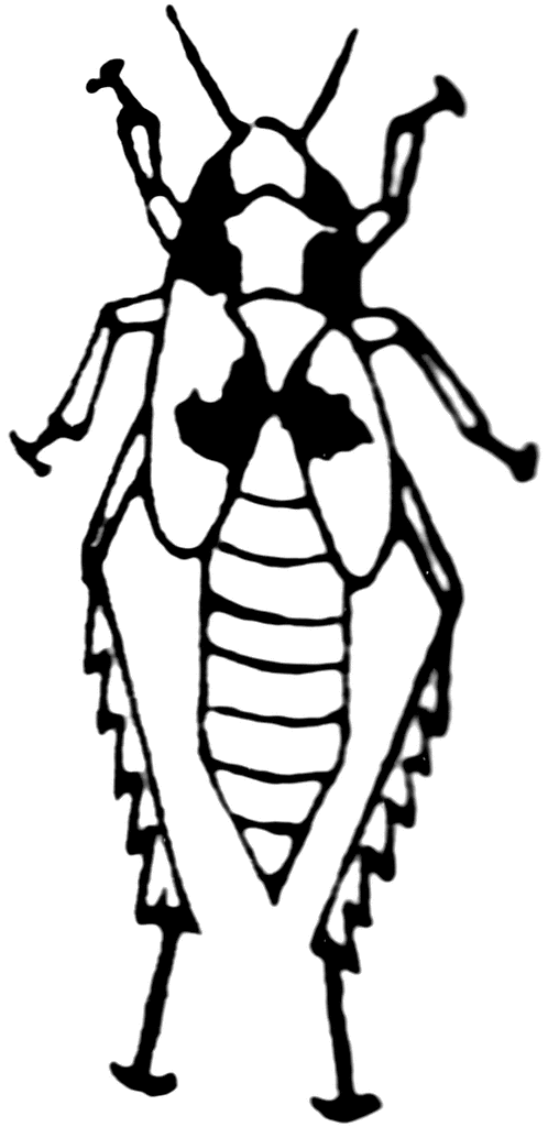 Leafhopper clipart #9, Download drawings