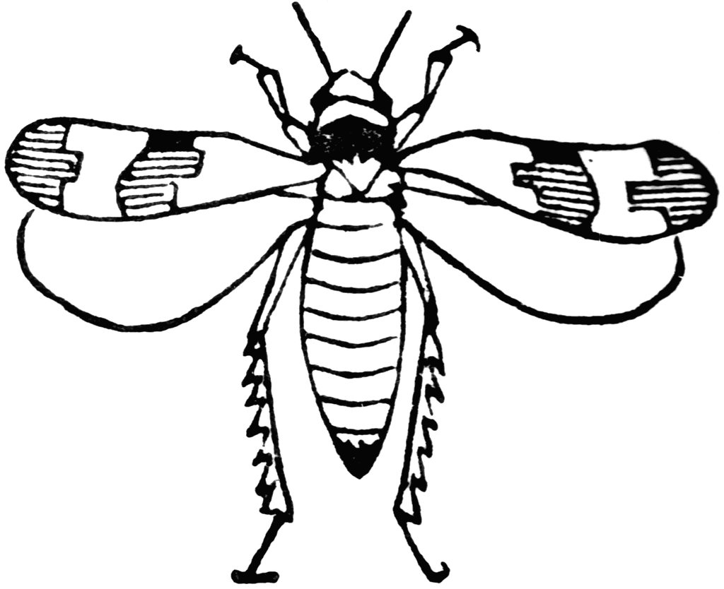 Leafhopper clipart #4, Download drawings