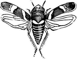 Leafhopper clipart #16, Download drawings
