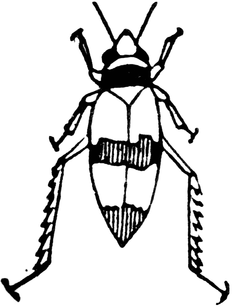 Leafhopper clipart #8, Download drawings