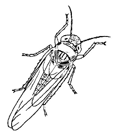 Leafhopper coloring #1, Download drawings