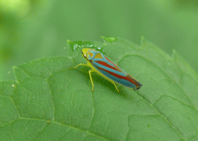 Leafhopper coloring #6, Download drawings