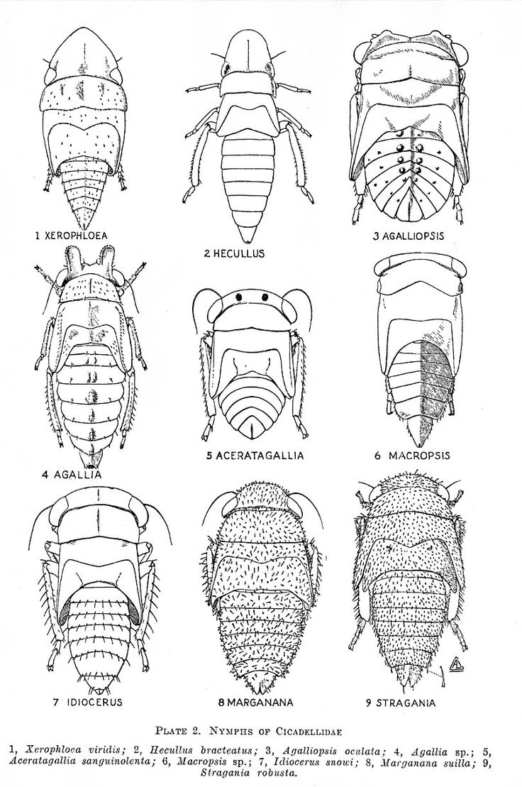 Leafhopper svg #10, Download drawings
