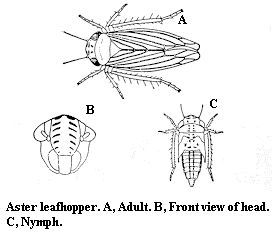 Leafhopper svg #19, Download drawings