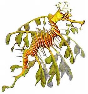 Leafy Seadragon clipart #6, Download drawings