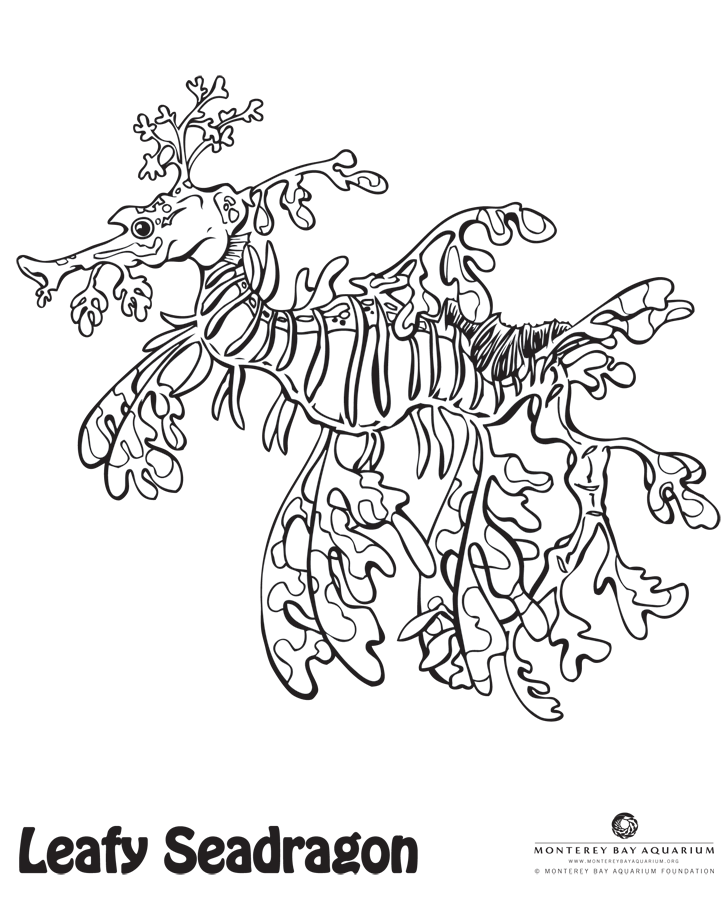 Leafy Seadragon coloring #8, Download drawings