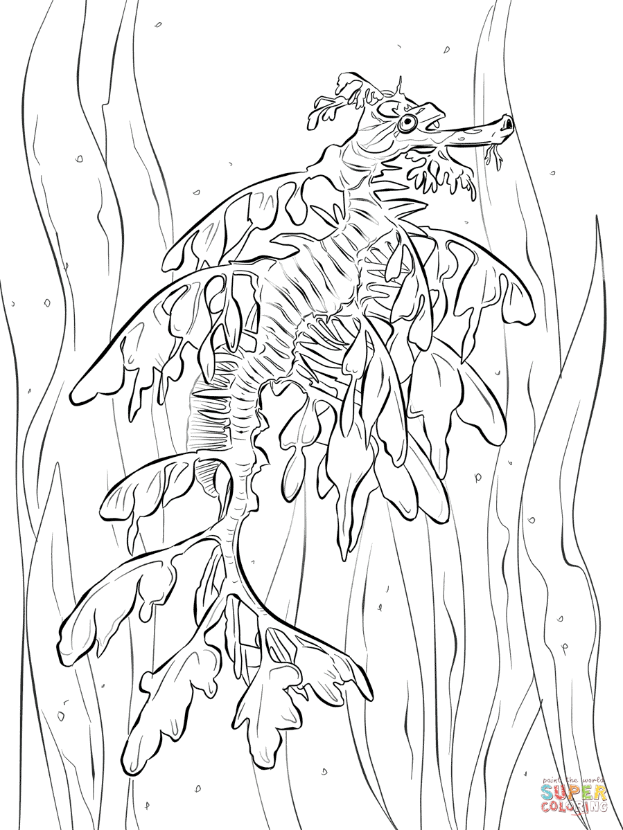 Leafy Seadragon coloring #9, Download drawings