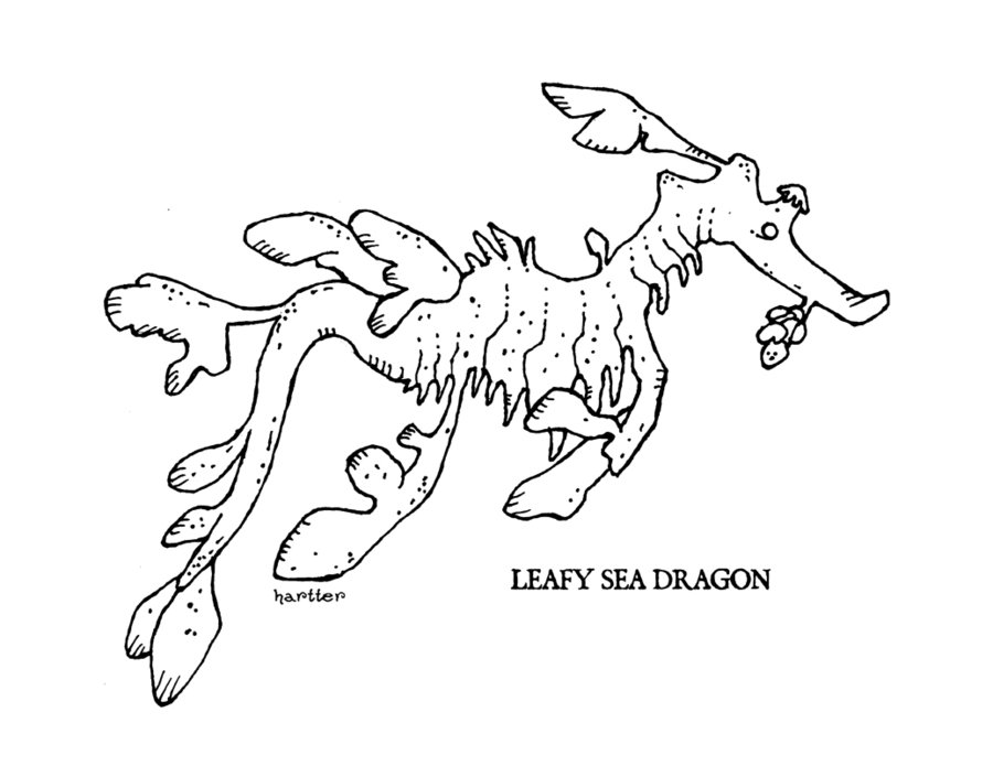 Leafy Seadragon coloring #4, Download drawings