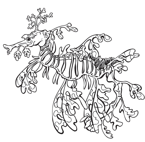 Leafy Seadragon coloring #6, Download drawings