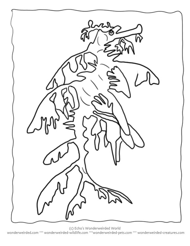 Leafy Seadragon coloring #5, Download drawings
